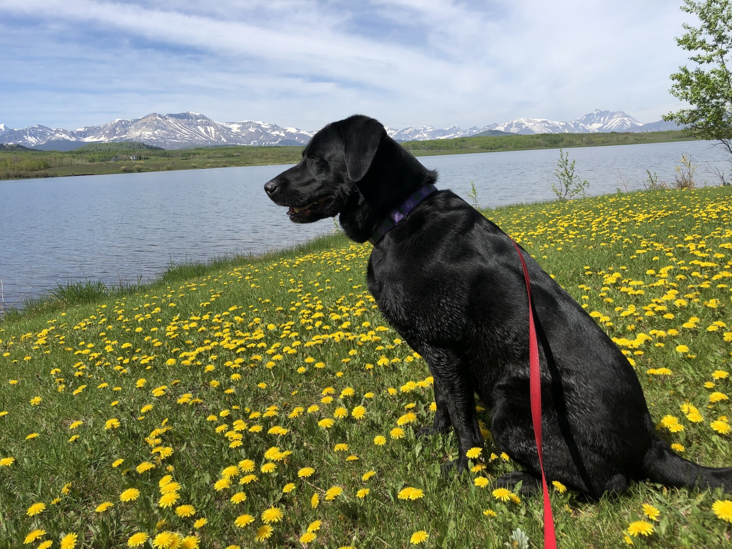 Black dog at lake