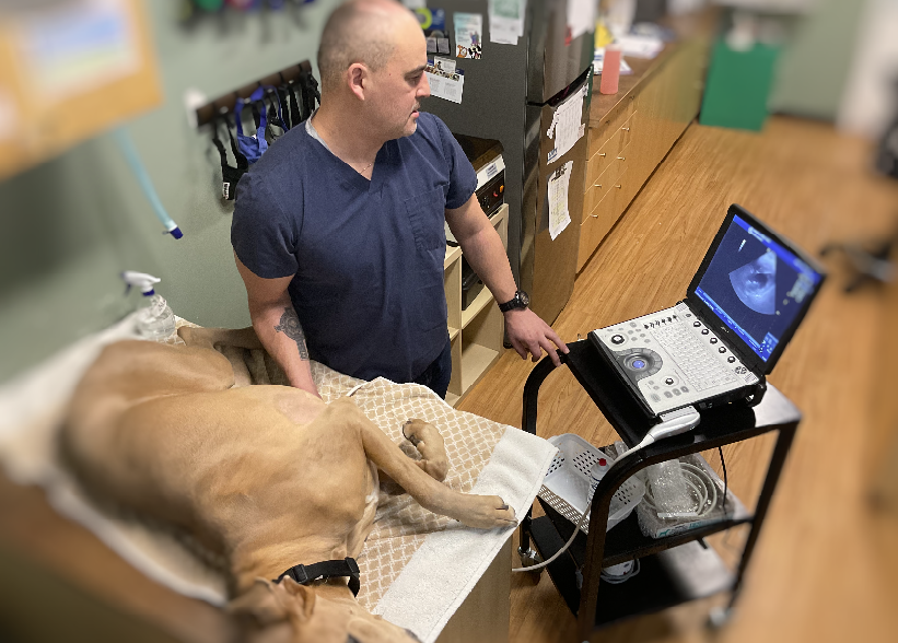 dog getting ultrasound