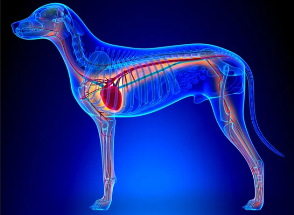 Canine Cardiovascular Graphic