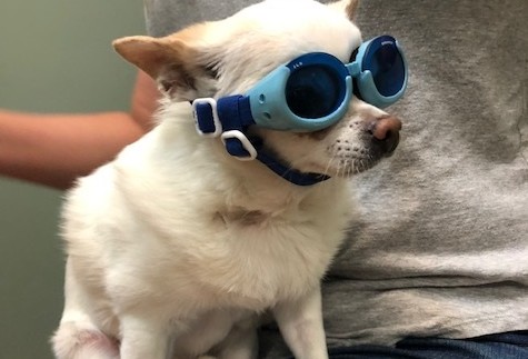 Dog Wearing Protective Goggles