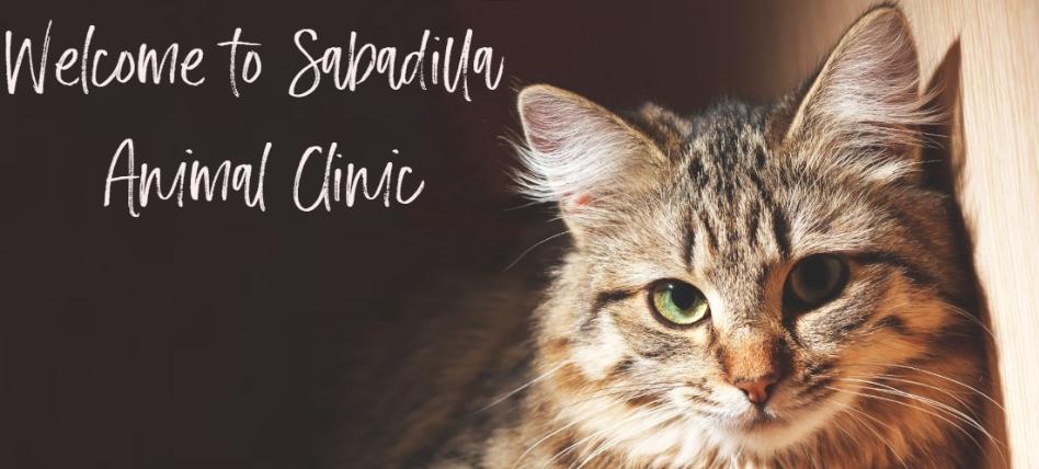 Sabadilla Animal Clinic - Calgary, Alberta - Home