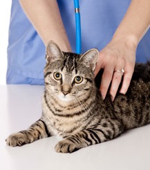 Veterinarian Offering Their Hand to a Dog