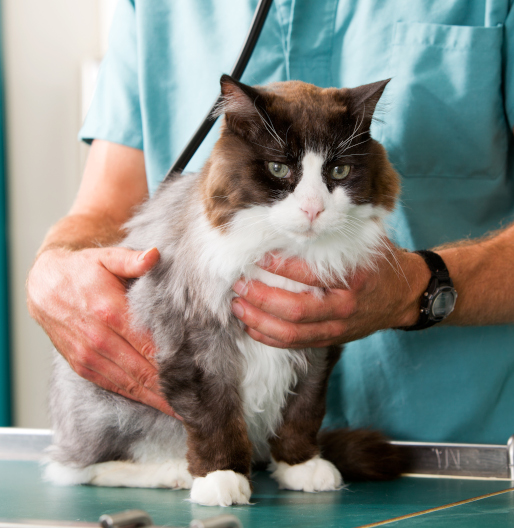 Picture of feline being examined 