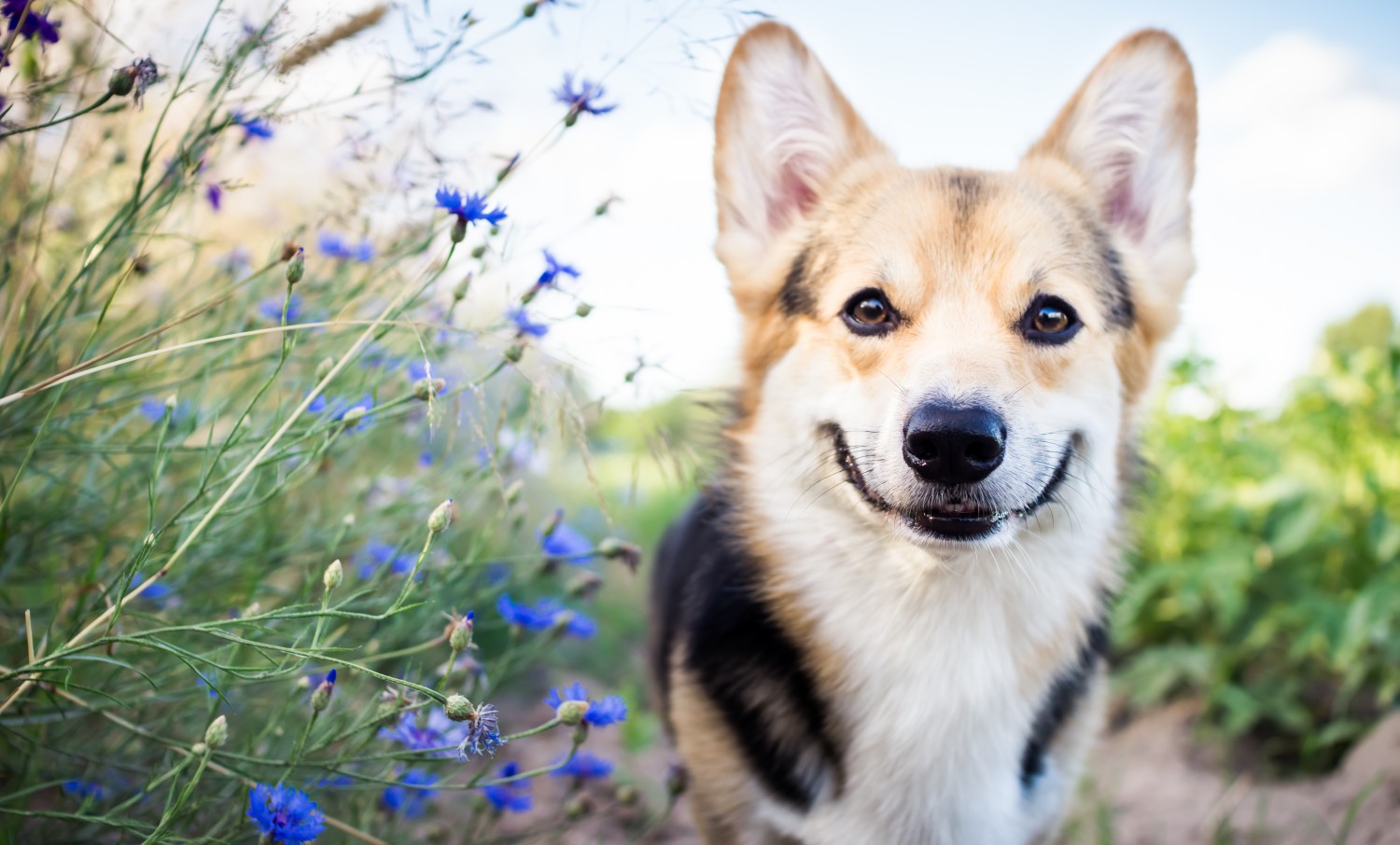 Corgi