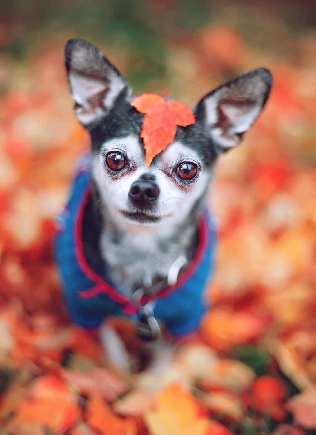 Chihuahua with Leaf